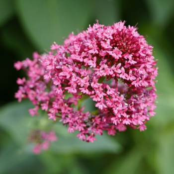 Centranthus ruber