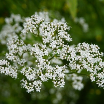 Centranthus ruber ´Albus´