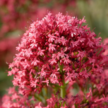 Centranthus ruber ´Coccineus´