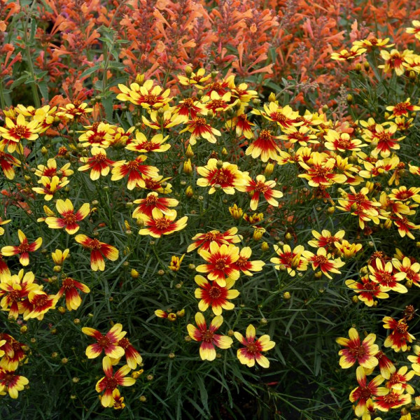 Coreopsis ´Bengal Tiger®´