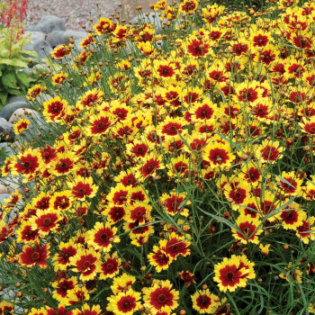 Coreopsis ´Bengal Tiger®´