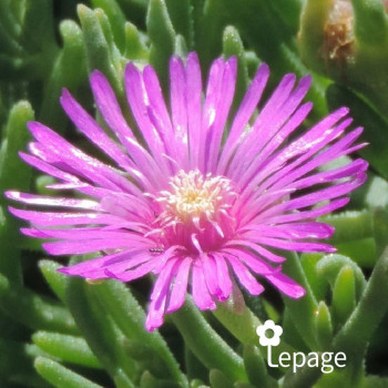 Delosperma cooperi