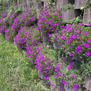 Delosperma cooperi - Image 3