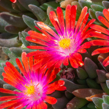 Miniature slider - Delosperma Jewel of Desert Garnet