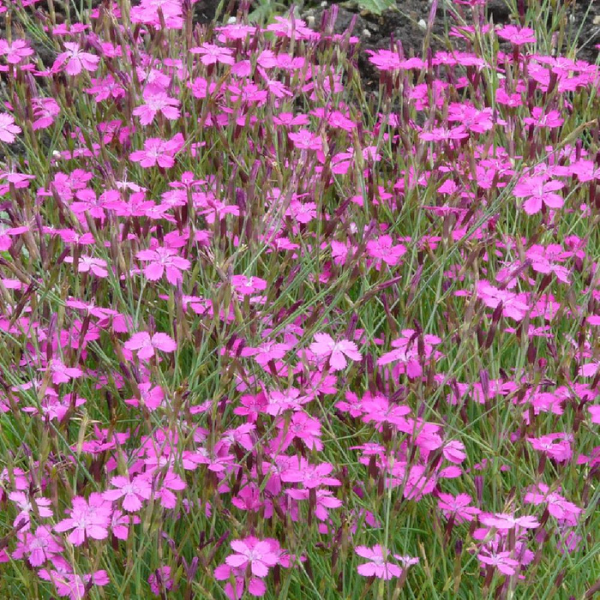 Dianthus deltoides ´Rosea´