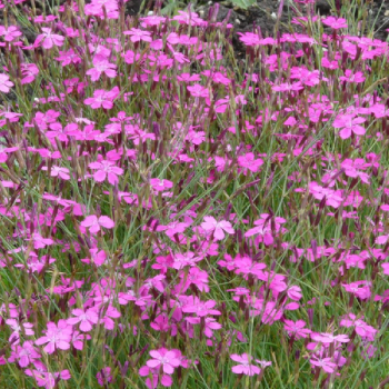 Dianthus deltoides ´Rosea´ - Image 1