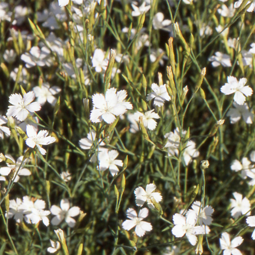 Dianthus deltoides ´Albus´