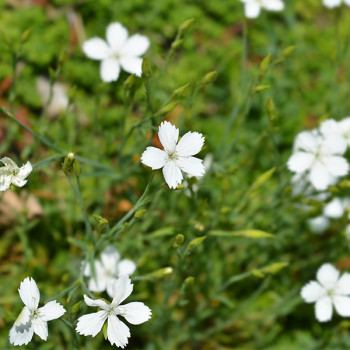 Dianthus deltoides ´Albus´