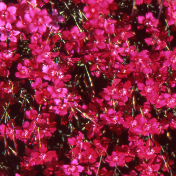 Dianthus deltoides ´Brilliant´