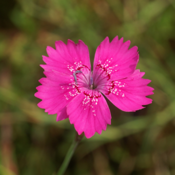 Dianthus deltoides ´Rosea´