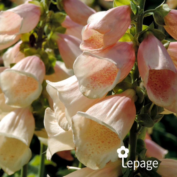 Digitale - Digitalis purpurea 'Apricot Beauty'