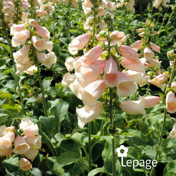 Digitale - Digitalis purpurea 'Apricot Beauty' - Image 1