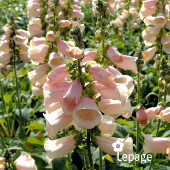 Miniature #2 slider - Digitale - Digitalis purpurea 'Apricot Beauty'