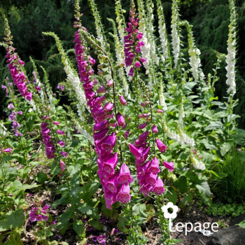 Miniature slider - Digitale - Digitalis purpurea