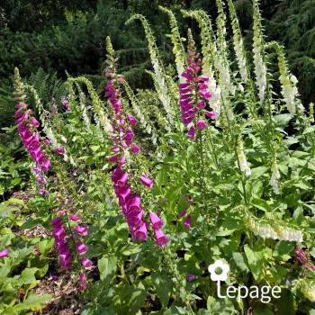 Miniature #1 slider - Digitale - Digitalis purpurea