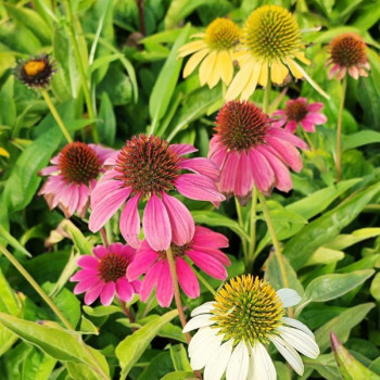 Echinacea Cheyenne Spirit