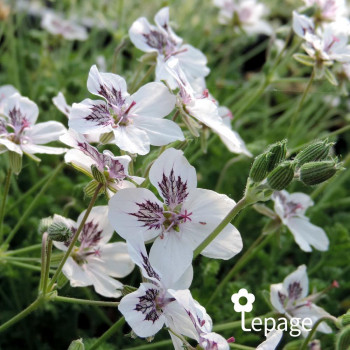 Erodium kolbianum Natasha