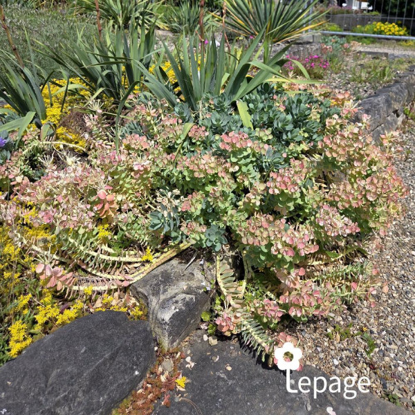 Euphorbe de Corse - Euphorbia myrsinites - Image 1