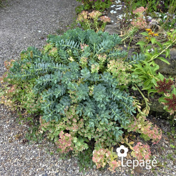 Euphorbe de Corse - Euphorbia myrsinites