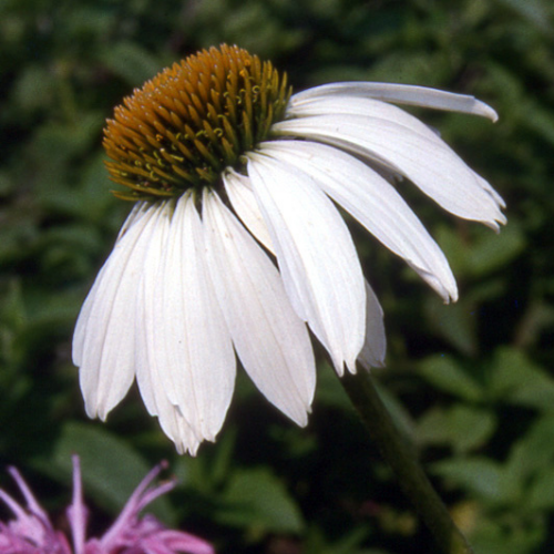 Echinacea ´Blanc´