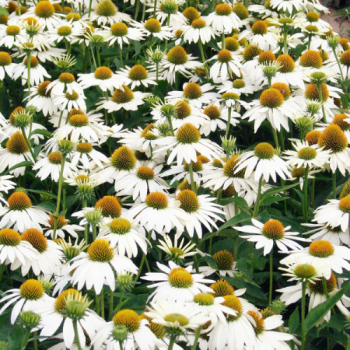 Echinacea ´Blanc´