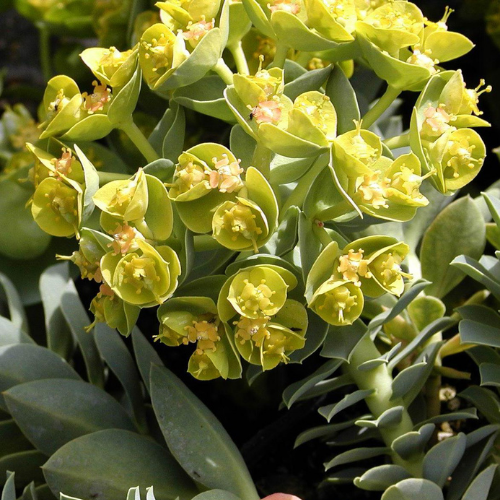 Euphorbia myrsinites