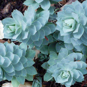 Euphorbia myrsinites