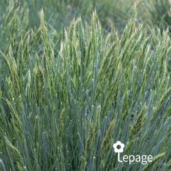Fétuque - Festuca glauca Elija Blue