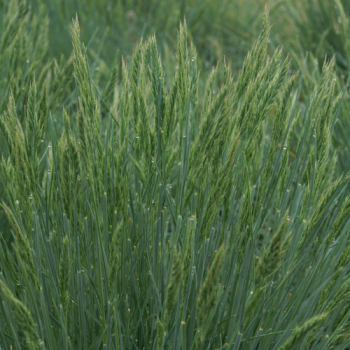 Festuca glauca ´Elijah Blue´