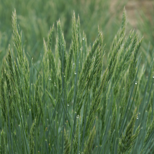 Festuca glauca ´Elijah Blue´