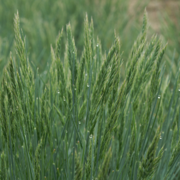 Festuca glauca ´Elijah Blue´ - Image 1