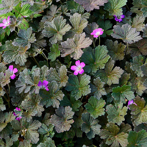 Geranium ´Orkney Cherry´