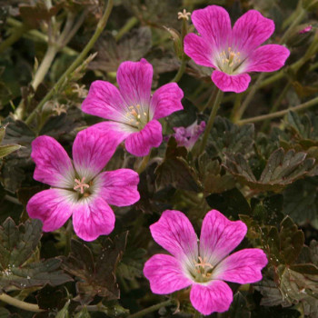 Geranium ´Orkney Cherry´