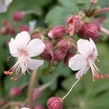 Geranium macrorrhizum ´Spessart´