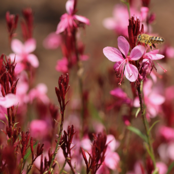 Gaura ´Rose´