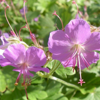 Geranium cantabrigiense 'Berggarten'