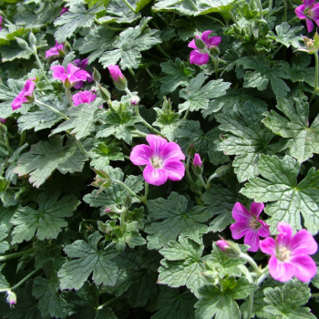 Geranium ´Orkney Pink´