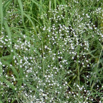 Gypsophila paniculata