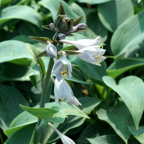 Hosta ´Halcyon´