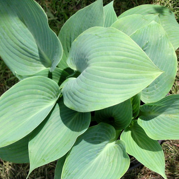 Hosta ´Halcyon´