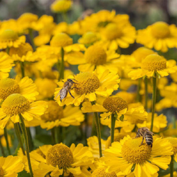 Helenium ´Sombrero®´