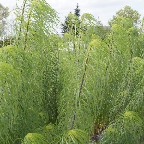 Helianthus salicifolius