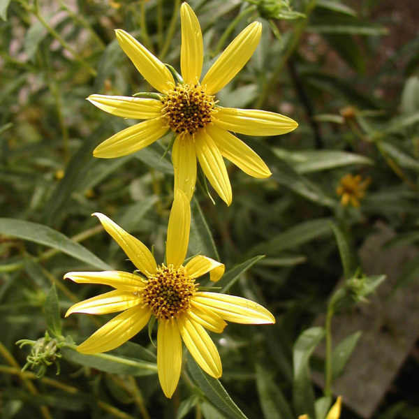 Helianthus salicifolius