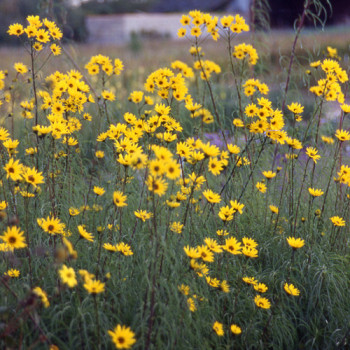 Helianthus salicifolius