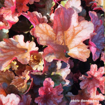 Miniature slider - Heuchera ´Peach Flambe´