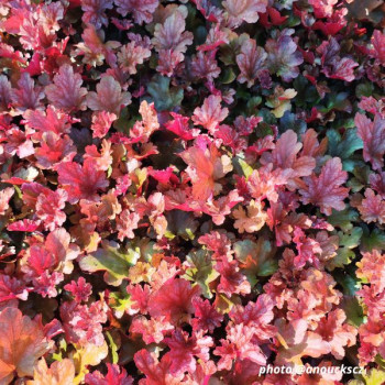 Miniature #1 slider - Heuchera ´Peach Flambe´