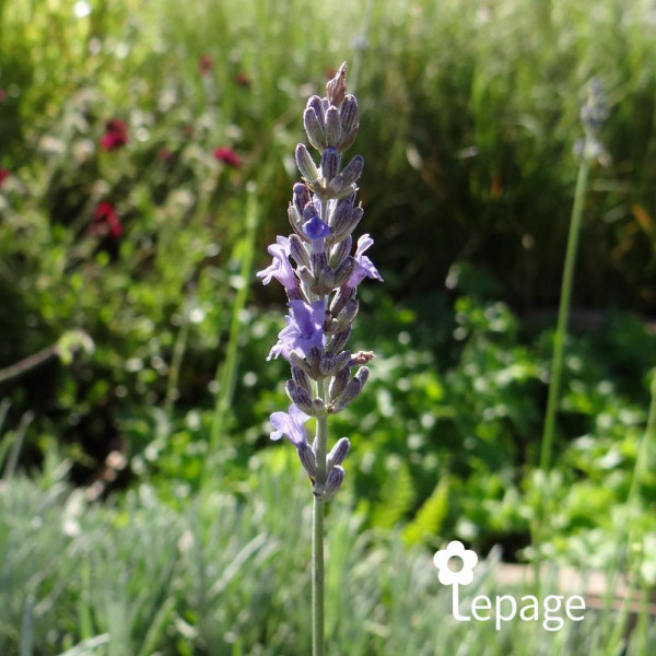 Lavande - Image 3