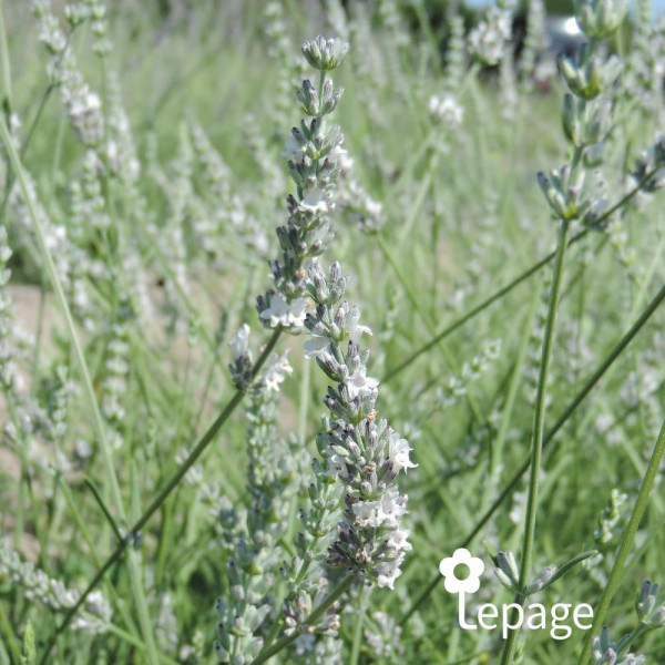 Lavande ´Blanche´ - Image 1