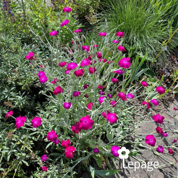 Lychnis coronaria