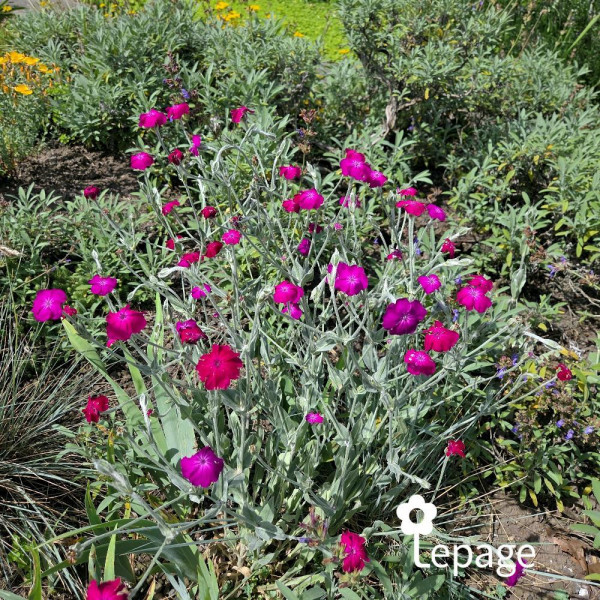 Lychnis coronaria - Image 1